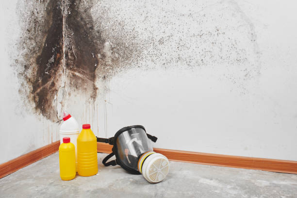 Best Crawl Space Mold Remediation in Garrett, TX