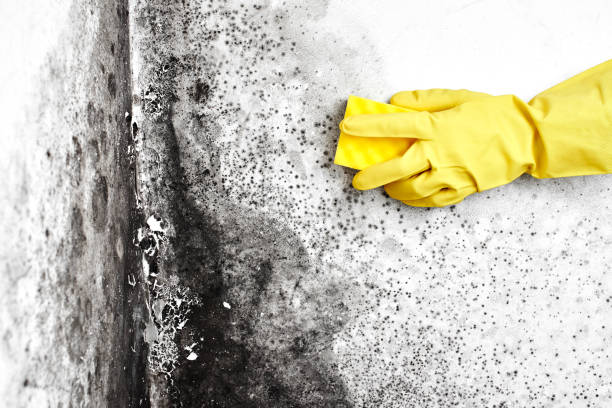 Best Basement Mold Remediation in Garrett, TX