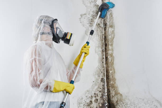 Best Insurance-Related Mold Remediation in Garrett, TX
