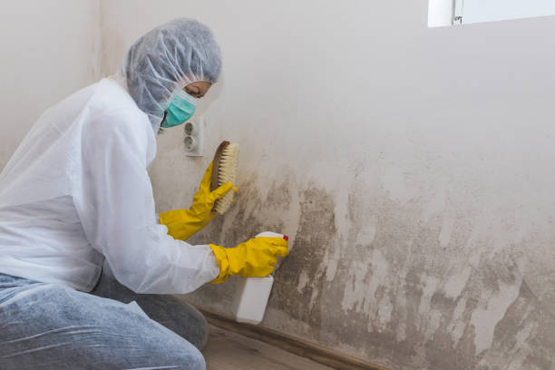 Best Health and Safety Mold Remediation in Garrett, TX