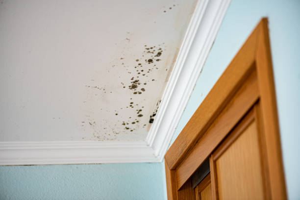 Best Health and Safety Mold Remediation in Garrett, TX