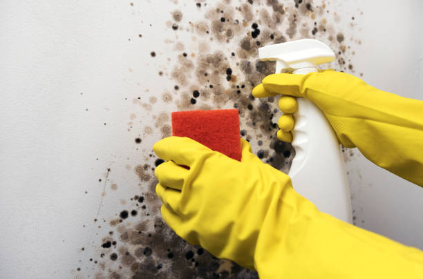 Best Emergency Mold Remediation in Garrett, TX