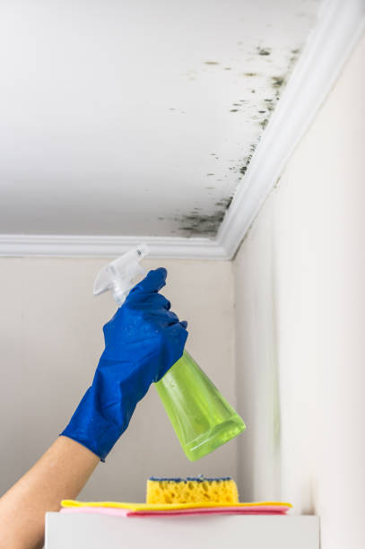 Best Preventive Mold Services in Garrett, TX